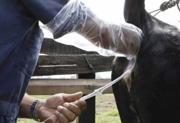Inseminación Artificial