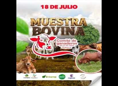 Muestra Bovina en Chaparral Tolima