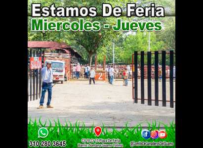 FERIA BOVINA EN GUAMO TOLIMA